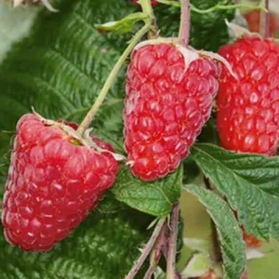 Малина ГИГАНТ РУБИНОВЫЙ — описание сорта Малина ГИГАНТ РУБИНОВЫЙ в Санкт-Петербурге