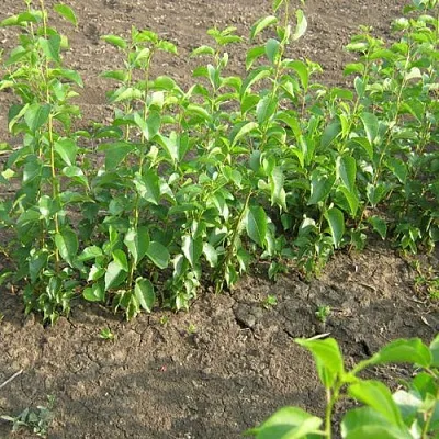 Подвой вишни АНТИПКА в Санкт-Петербурге