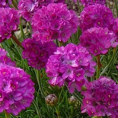 Армерия МОНИНГ СТАР ДИП РОУЗ  Армерия МОНИНГ СТАР ДИП РОУЗ в Санкт-Петербурге