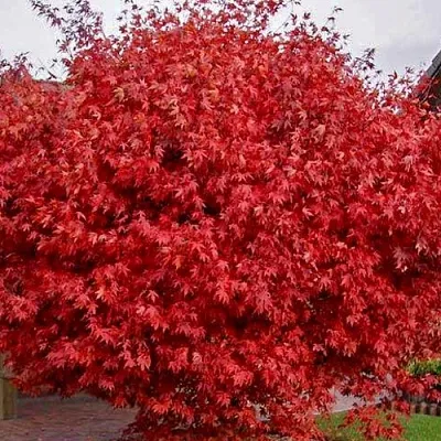 Клен гиннала  в Санкт-Петербурге