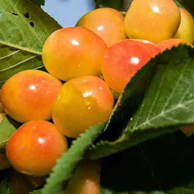 Дюк (черевишня) БЕЛОЧКА в Санкт-Петербурге