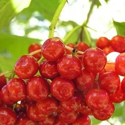 Калина КИЕВСКАЯ САДОВАЯ в Санкт-Петербурге