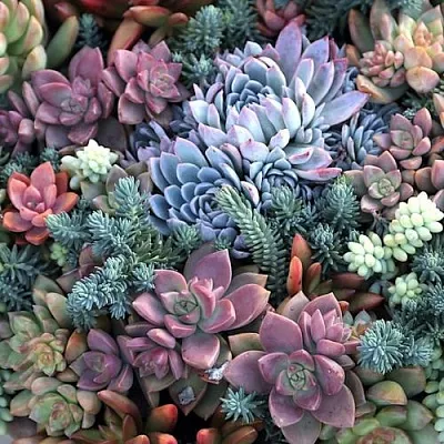 Суккуленты в Санкт-Петербурге