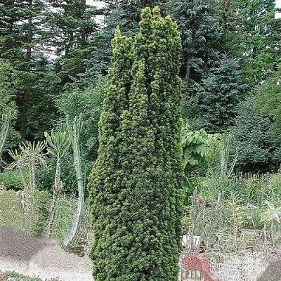 Тис ФАСТИГИАТА РОБУСТА  ягодный  в Санкт-Петербурге