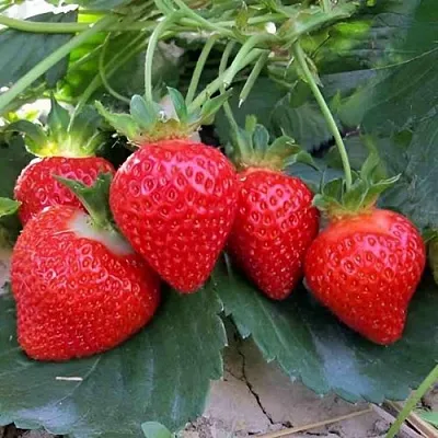 Клубника ТЕА  Клубника ТЕА в Санкт-Петербурге