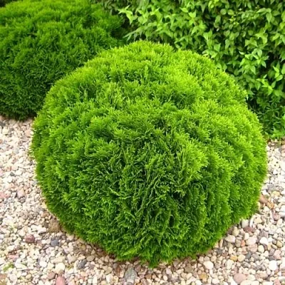 Туя ДАНИКА западная  Туя ДАНИКА западная в Санкт-Петербурге