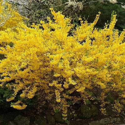 Форзиция ГОЛДЗАУБЕР средняя  Форзиция ГОЛДЗАУБЕР средняя в Санкт-Петербурге