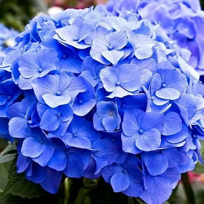 Гортензия БОДЕНСИ крупнолистная  Гортензия БОДЕНСИ крупнолистная в Санкт-Петербурге