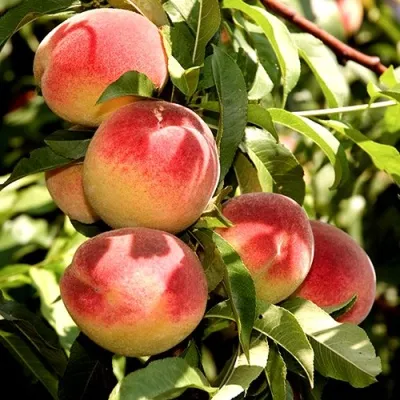 Персик НОВОСЕЛКОВСКИЙ — описание сорта Персик НОВОСЕЛКОВСКИЙ в Санкт-Петербурге