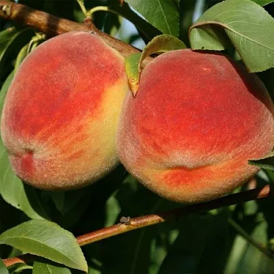 Персик МАРИЯ  Персик МАРИЯ в Санкт-Петербурге