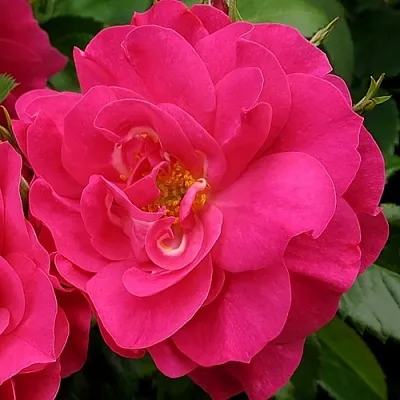 Саженцы роз ДЖОРДЖ ВАНКУВЕР флорибунда  Саженцы роз ДЖОРДЖ ВАНКУВЕР флорибунда в Санкт-Петербурге