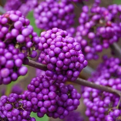 Красивоплодник  Красивоплодник в Санкт-Петербурге