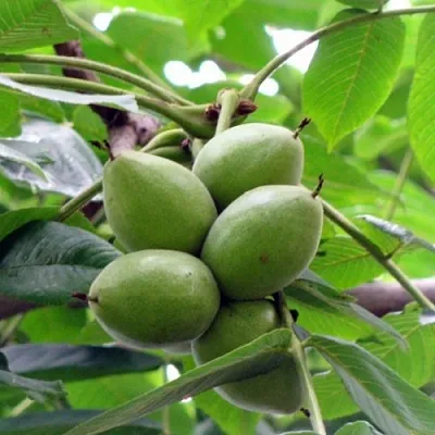 Орех маньчжурский МИЧУРИНЕЦ в Санкт-Петербурге