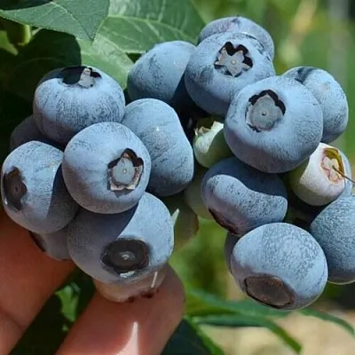 Голубика НЕЛЬСОН  Голубика НЕЛЬСОН в Санкт-Петербурге