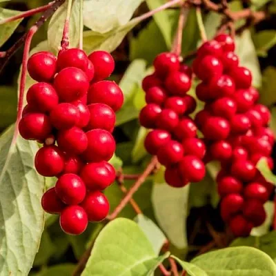 Лимонник КОСТИК китайский  Лимонник КОСТИК китайский в Санкт-Петербурге