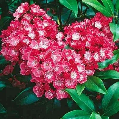 Кальмия КАРДИНАЛ  Кальмия КАРДИНАЛ в Санкт-Петербурге