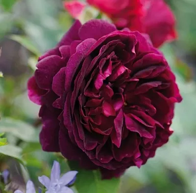 Саженцы роз МАНСТЕД ВУД английская  Саженцы роз МАНСТЕД ВУД английская в Санкт-Петербурге