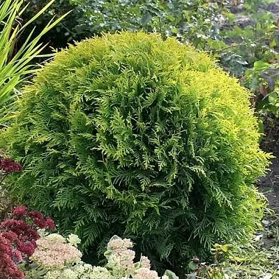 Туя ЕЛЛОУ ГЛОБ западная  Туя ЕЛЛОУ ГЛОБ западная в Санкт-Петербурге