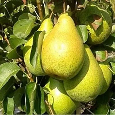 Груша ПАТЕН (ГЛУБОКСКАЯ)  Груша ПАТЕН (ГЛУБОКСКАЯ) в Санкт-Петербурге