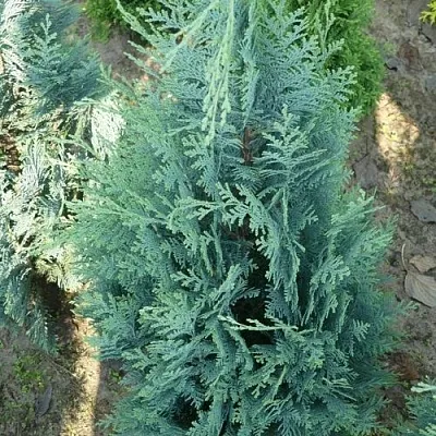 Кипарисовик КОЛУМНАРИС лавсона  Кипарисовик КОЛУМНАРИС лавсона в Санкт-Петербурге