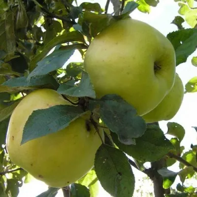 Яблоня АНТОНОВКА ОБЫКНОВЕННАЯ — описание сорта Яблоня АНТОНОВКА ОБЫКНОВЕННАЯ в Санкт-Петербурге