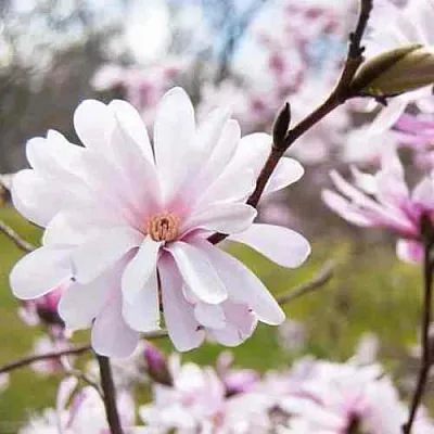 Магнолия РОЗЕЯ  Магнолия РОЗЕЯ в Санкт-Петербурге