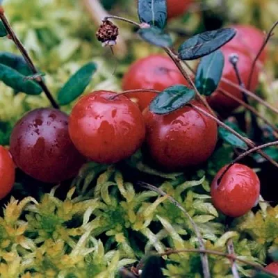 Клюква МАК ФАРЛИН  Клюква МАК ФАРЛИН в Санкт-Петербурге