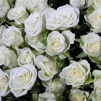 Саженцы роз СНОУФЛЕЙК спрей  Саженцы роз СНОУФЛЕЙК спрей в Санкт-Петербурге