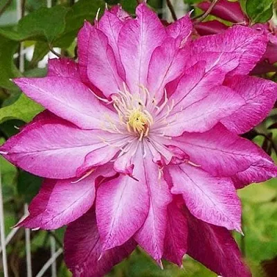 Клематис КАЕН  Клематис КАЕН в Санкт-Петербурге