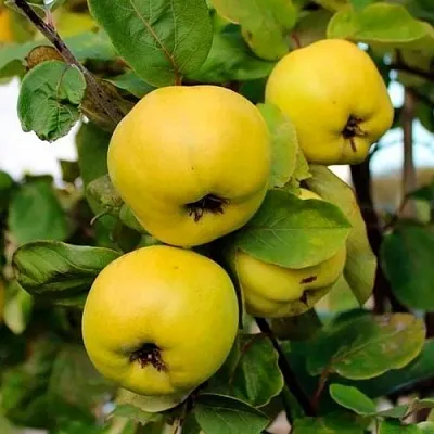 Айва ЯБЛОКОВИДНАЯ  Айва ЯБЛОКОВИДНАЯ в Санкт-Петербурге