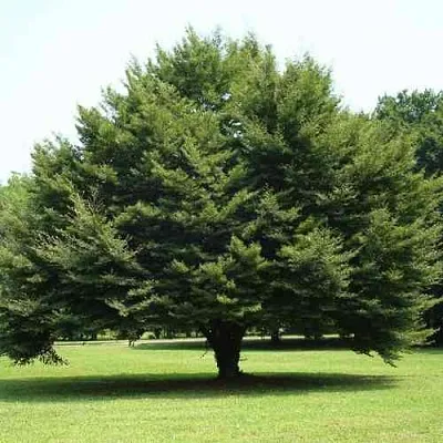 Бук обыкновенный в Санкт-Петербурге