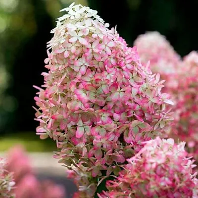 Гортензия РОЯЛ ФЛОВЕР метельчатая  Гортензия РОЯЛ ФЛОВЕР метельчатая в Санкт-Петербурге