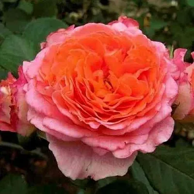 Саженцы роз НОТР ДАМ ДЮ РОЗЕР шраб  Саженцы роз НОТР ДАМ ДЮ РОЗЕР шраб в Санкт-Петербурге