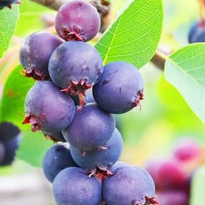 Ирга СМОУКИ в Санкт-Петербурге