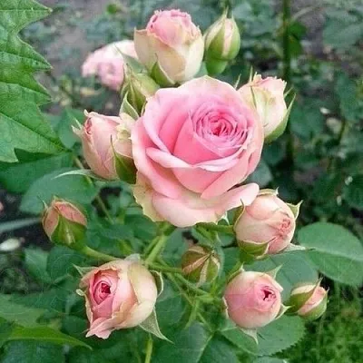 Саженцы роз МИМИ ЭДЕН спрей  Саженцы роз МИМИ ЭДЕН спрей в Санкт-Петербурге