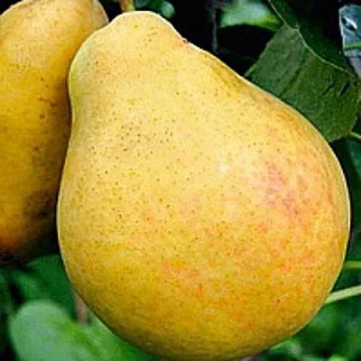 Груша САХАРНАЯ  Груша САХАРНАЯ в Санкт-Петербурге