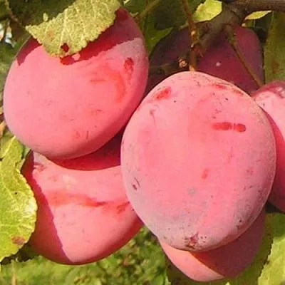 Слива ФАВОРИТЕ ДЕ СУЛТАНО  Слива ФАВОРИТЕ ДЕ СУЛТАНО в Санкт-Петербурге