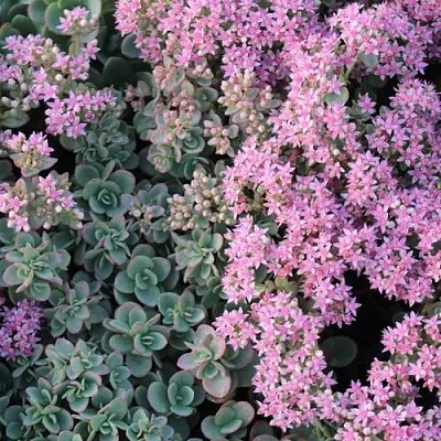 Очиток (седум) САНСПАРКЛЕР ЛАЙМ ЗИНГЕР в Санкт-Петербурге