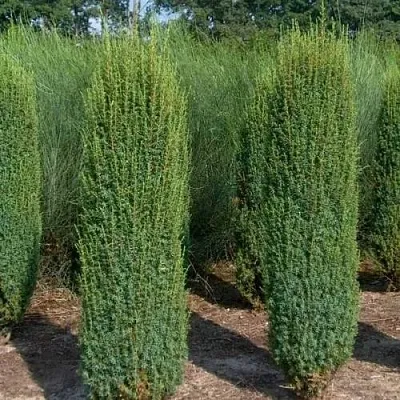 Можжевельник ХИБЕРНИКА обыкновенный  Можжевельник ХИБЕРНИКА обыкновенный в Санкт-Петербурге