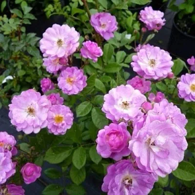 Саженцы роз РАЙМОНД ПРИВАТ полиантовая  Саженцы роз РАЙМОНД ПРИВАТ полиантовая в Санкт-Петербурге