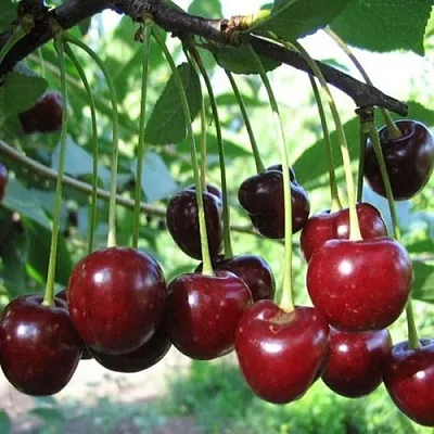 Вишня БЫСТРИНКА в Санкт-Петербурге