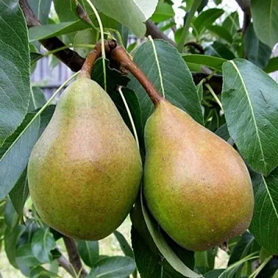 Груша ЯБЛУНИВСКАЯ  Груша ЯБЛУНИВСКАЯ в Санкт-Петербурге