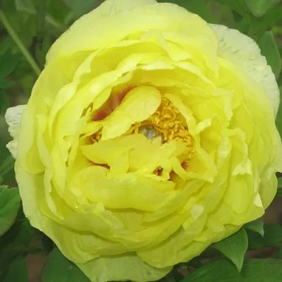 Пион ЗОЛОТО ПОДНЕБЕСНОЙ древовидный  Пион ЗОЛОТО ПОДНЕБЕСНОЙ древовидный в Санкт-Петербурге