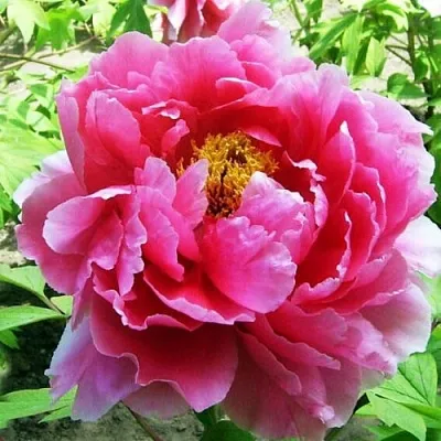 Пион ВОСХОД СОЛНЦА древовидный  Пион ВОСХОД СОЛНЦА древовидный в Санкт-Петербурге