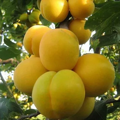 Слива ЛОДВА  Слива ЛОДВА в Санкт-Петербурге