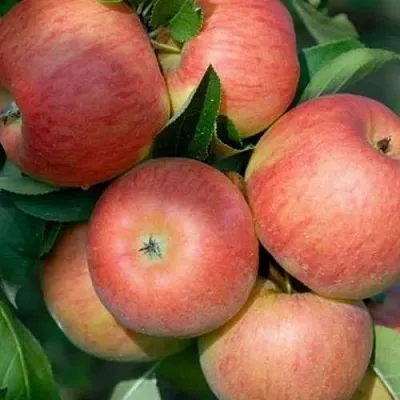 Яблоня ТОПАЗ в Санкт-Петербурге