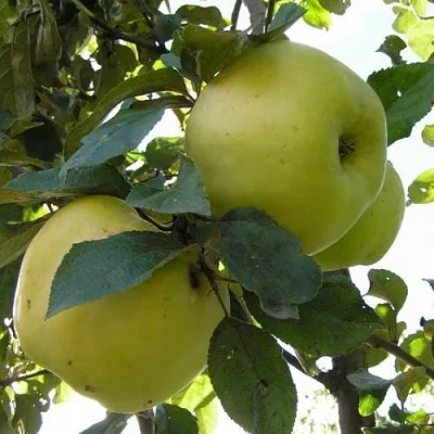 Яблоня Антоновка Обыкновенная в Санкт-Петербурге