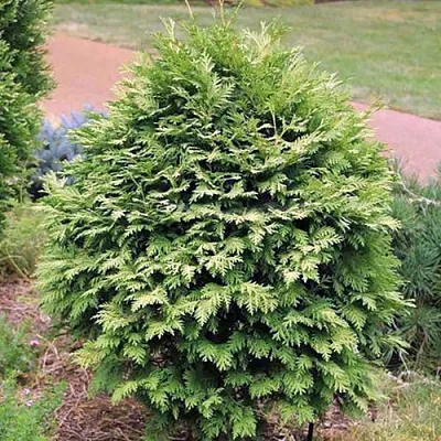 Туя ВАРЕАНА ЛЮТЕСЦЕНС западная  Туя ВАРЕАНА ЛЮТЕСЦЕНС западная в Санкт-Петербурге