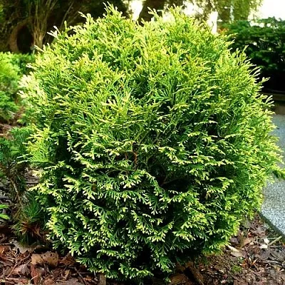 Туя ВОТЕРФИЛД западная  Туя ВОТЕРФИЛД западная в Санкт-Петербурге