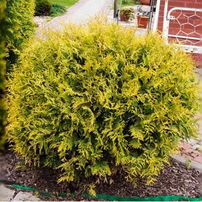 Туя КОЛЛЕРС ГОЛД складчатая  Туя КОЛЛЕРС ГОЛД складчатая в Санкт-Петербурге
